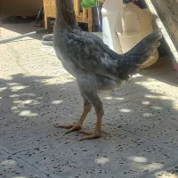 نیمچه مرغ وخروس دورگه