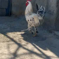 خروس محلی|حیوانات مزرعه|دهدشت, |دیوار