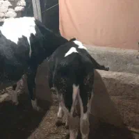 گاو شیری با گوساله