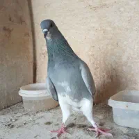 خرقه یا دمگیر