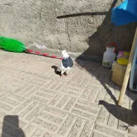 کفتر طوقی نر گمشده