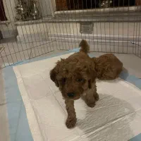 پودل مینیاتور