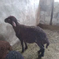 بره نر تاب داشتی