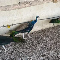 طاووس|پرنده|مشهد, شهید بهشتی|دیوار