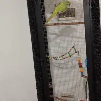 قفس دست ساز با بوفه
