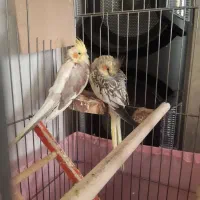 عروس هلندی گمشد....ه