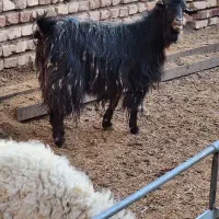 بز و میش|حیوانات مزرعه|بیرجند, |دیوار