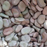 باقالی تر وتمیز پاک کرده|خوردنی و آشامیدنی|کردکوی, |دیوار