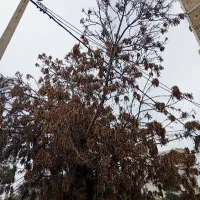 اجاره-زمین-دیم