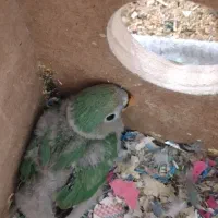 طوطی‌پرنده دونخود