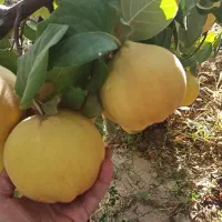 فروش به اصفهانی و محلی|خوردنی و آشامیدنی|بوانات, |دیوار