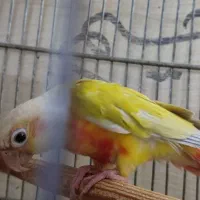 گرینچیک.خورشیدی.برزیلی.ردچیک.عروس