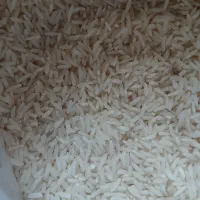 برنج طارم هاشمی کشت 2