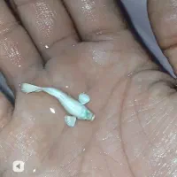 فروش ماهی زینتی مجموعه فینلند ارزان تراز همه جا