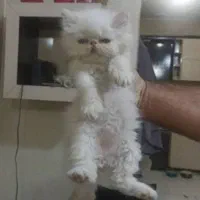 پرشین کت
