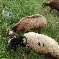 ۳عدد بره نر سالم و سرحال