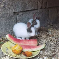 دوتا خرگوش دوماهه