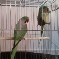 شاه طوطی ملنگو