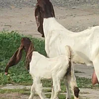 بز کهره پاکستانی پرشیر