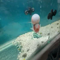 فلاور هورن|ماهی|تهران, والفجر (افسریه)|دیوار