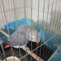 کاسکو ۷ساله نر صحبت کن|پرنده|کرج, کمال‌شهر|دیوار