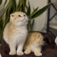 تنوع بالا و کیفیت بالا//امکان بازدید حضوری