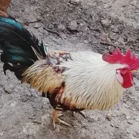 خروس محلی|حیوانات مزرعه|پاکدشت, پاکدشت (مامازند)|دیوار