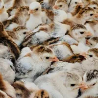 فروش ویژه انواع جوجه های یک روزه و بالغ|پرنده|مرودشت, ثبت احوال|دیوار