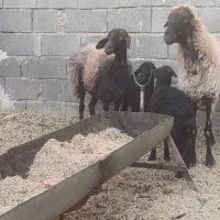 یه جفت میش وبره افشاری