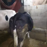 حیواناتمزرعهگاو|حیوانات مزرعه|گوراب زرمیخ, |دیوار