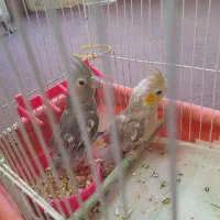 جوجه عروس هلندی|پرنده|مشهد, گرجی علیا|دیوار