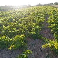 انواع گردو پیوندی مناسب منطقه شما|خدمات باغبانی و درختکاری|اراک, |دیوار