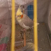 یه جفت عروس هلندی|پرنده|کرمان, |دیوار