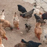 مرغ وخروس فروشی