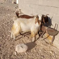 کهره وبره نر|حیوانات مزرعه|بندر کنگان, |دیوار