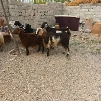 بز ماده جوان شیری|حیوانات مزرعه|اردبیل, |دیوار