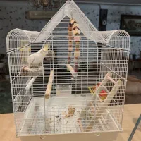 طوطی عروس با قفس نو ولوازم کامل