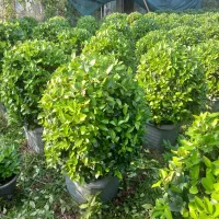 یاس هلندی توپی