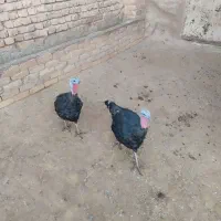 بوقلمون|حیوانات مزرعه|اسفراین, |دیوار
