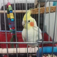 عروسی هلندی