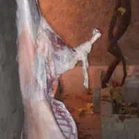 کهره ریز، چاق|حیوانات مزرعه|شیراز, رکنآباد|دیوار