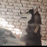 سگ هاسکی نر