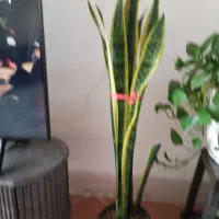 سانس وشفلرا|گل و گیاه طبیعی|مشهد, شهرک ابوذر|دیوار