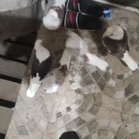 کبوتر|پرنده|خرمآباد, |دیوار