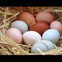 تخم مرغ محلی