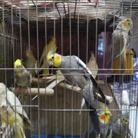 جفت عروس هلندی