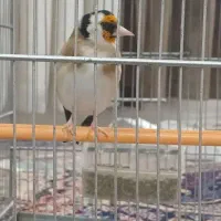 سهره جوجه قفس تازه صاف درجه یک