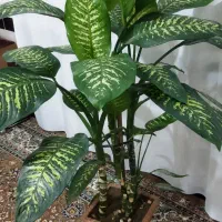 حراج گل دفین باغ|گل و گیاه طبیعی|ربط, |دیوار