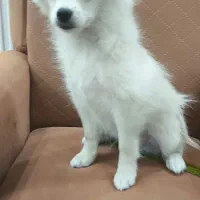 سگ پامر|سگ|یزد, |دیوار