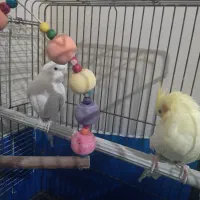 عروس هلندی جفت|پرنده|فردیس, شهرک ناز|دیوار